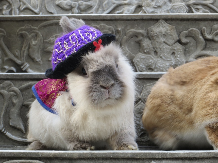 rabbits yokohama chinatown