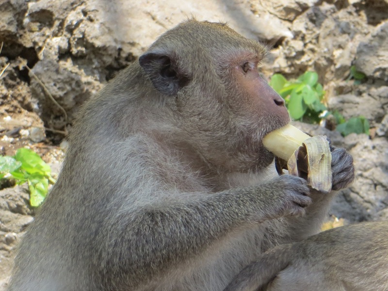 Phetchaburi, Thailand monkey